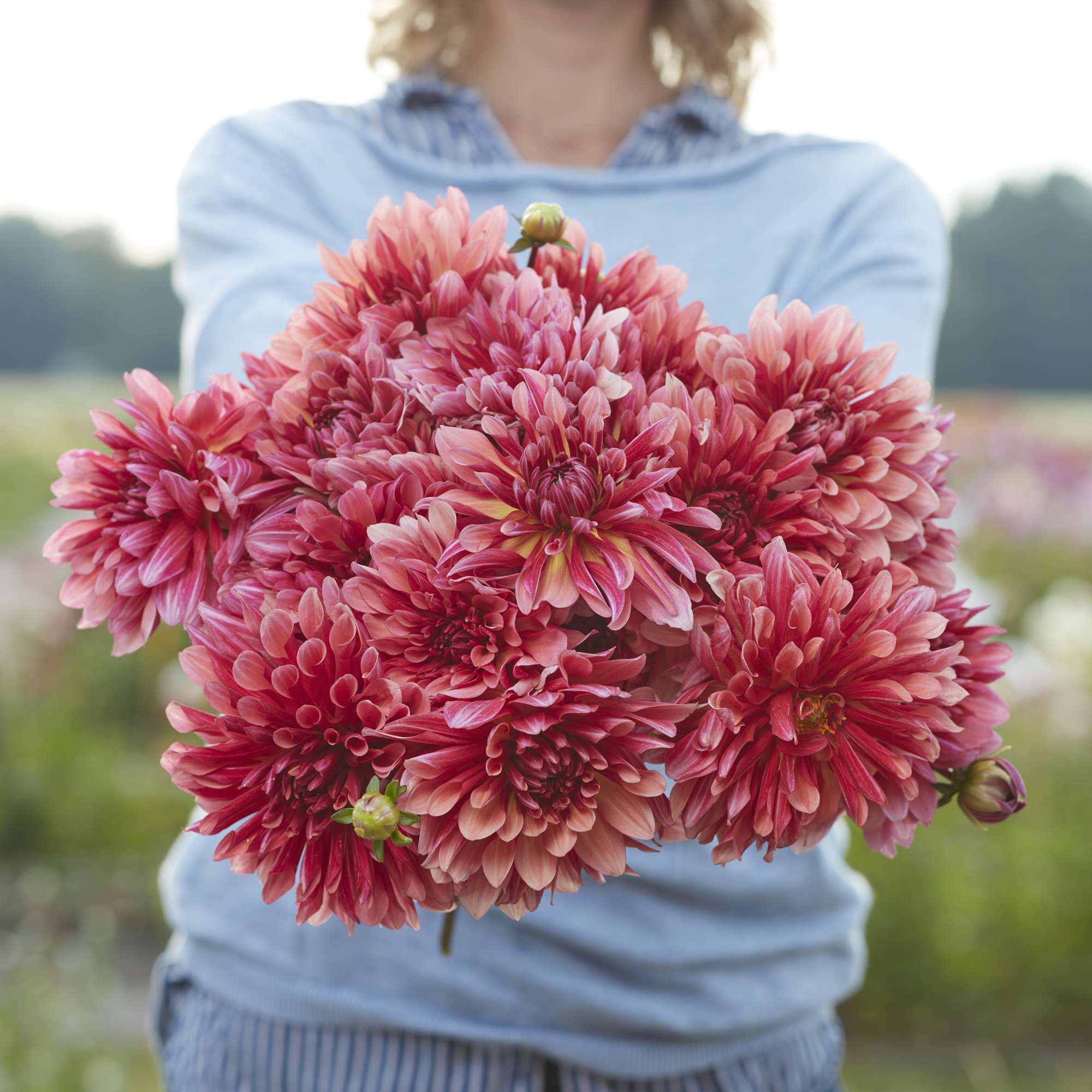 Dahlia 'Missis Dutch'